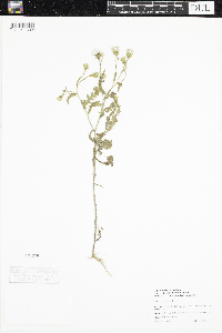 Senecio viscosus image
