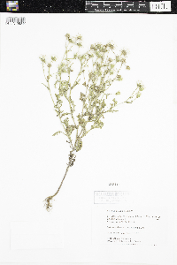 Senecio viscosus image