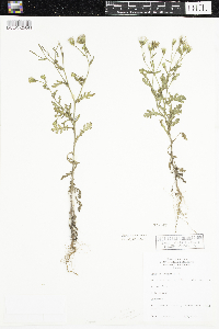 Senecio viscosus image