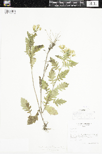 Senecio eremophilus image