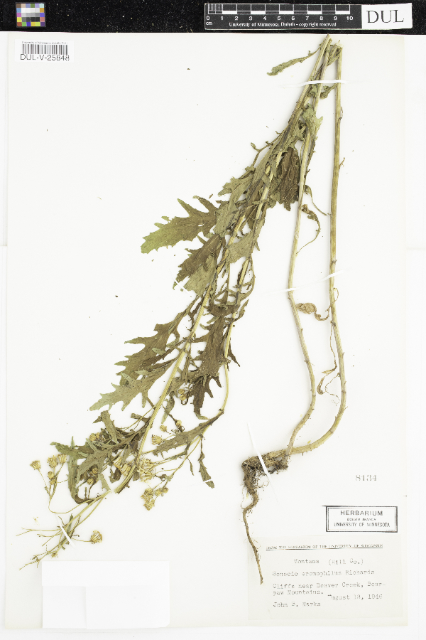 Senecio eremophilus image