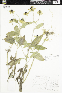 Rudbeckia triloba image