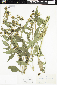 Rudbeckia triloba image