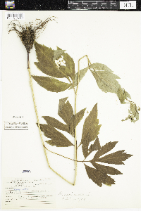 Rudbeckia laciniata image