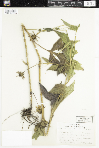 Rudbeckia triloba image