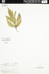 Rudbeckia laciniata image