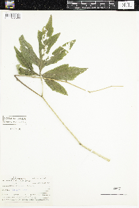 Rudbeckia laciniata image