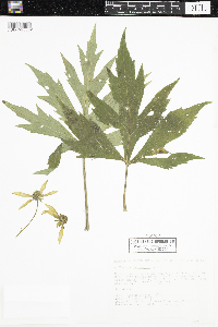 Rudbeckia laciniata image