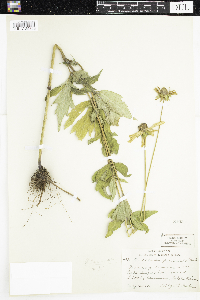 Rudbeckia laciniata image