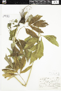 Rudbeckia laciniata image