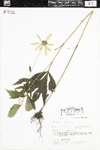 Rudbeckia laciniata image