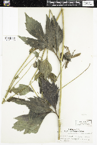 Rudbeckia laciniata image