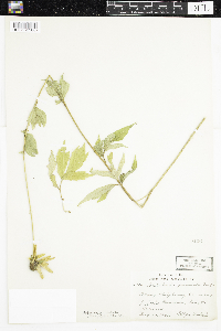 Rudbeckia laciniata image