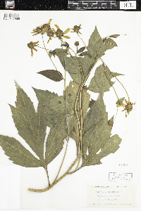 Rudbeckia laciniata image