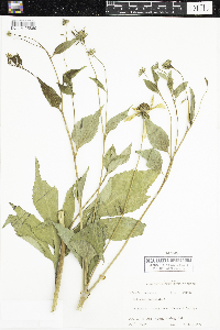 Rudbeckia laciniata image