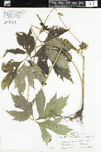 Rudbeckia laciniata image