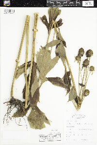 Rudbeckia laciniata image