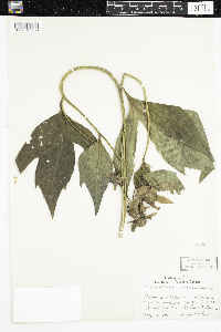 Rudbeckia laciniata image