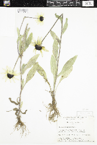 Rudbeckia hirta var. pulcherrima image
