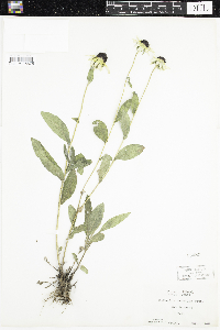 Rudbeckia hirta var. pulcherrima image