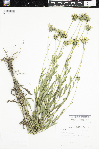 Rudbeckia hirta var. pulcherrima image