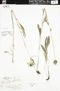 Rudbeckia hirta var. pulcherrima image