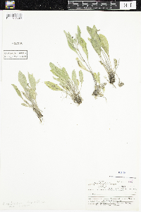 Rudbeckia hirta var. pulcherrima image