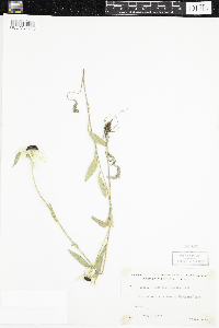 Rudbeckia hirta var. pulcherrima image
