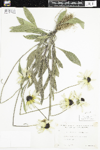 Rudbeckia hirta var. pulcherrima image