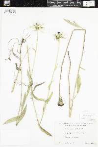 Rudbeckia hirta var. pulcherrima image