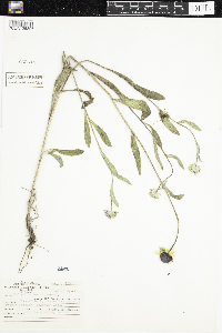 Rudbeckia hirta var. pulcherrima image