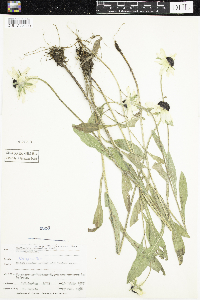 Rudbeckia hirta var. pulcherrima image