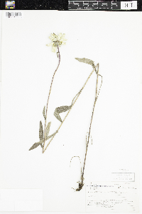 Rudbeckia hirta var. pulcherrima image