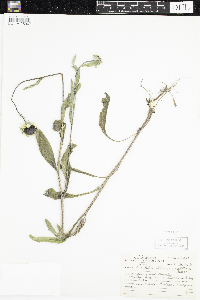 Rudbeckia hirta var. pulcherrima image