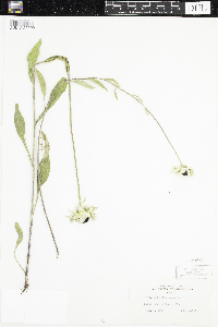 Rudbeckia hirta var. pulcherrima image