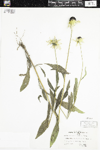 Rudbeckia hirta var. pulcherrima image