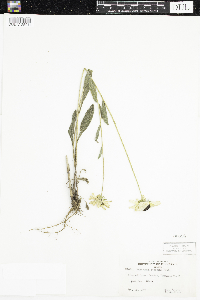 Rudbeckia hirta var. pulcherrima image