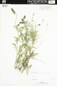 Ratibida columnifera image