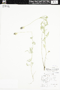 Ratibida columnifera image