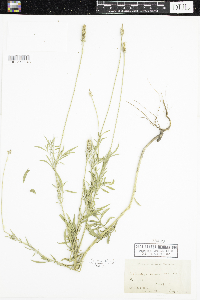 Ratibida columnifera image