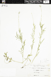 Ratibida columnifera image