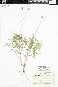 Ratibida columnifera image