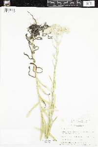 Pseudognaphalium macounii image