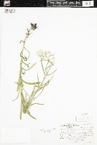 Pseudognaphalium macounii image