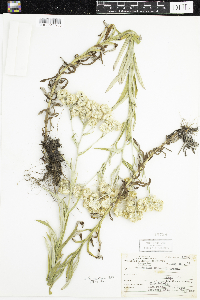 Pseudognaphalium macounii image