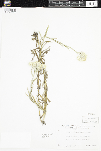 Pseudognaphalium macounii image