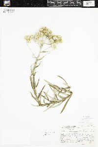 Pseudognaphalium macounii image