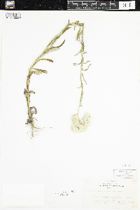 Pseudognaphalium macounii image