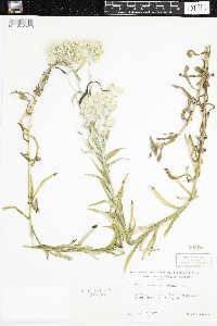 Pseudognaphalium macounii image