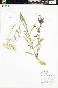 Pseudognaphalium macounii image